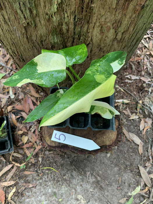 Philodendron Domesticum Multi-Plant Listing