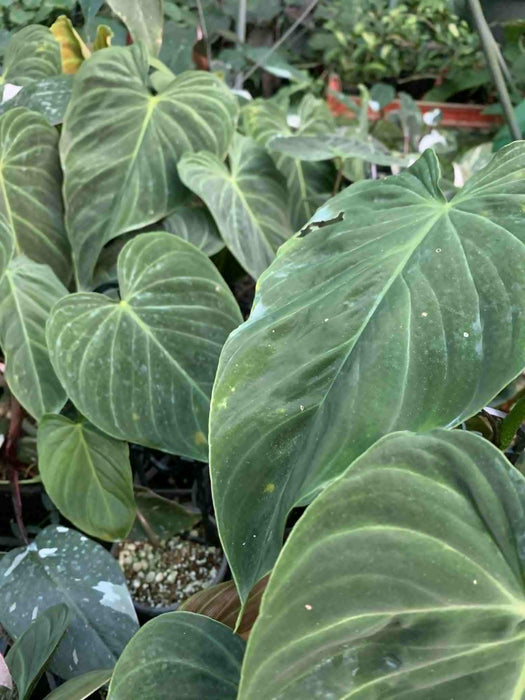Jungle Box - Choose Plants