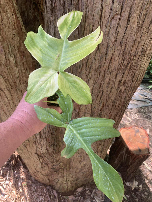 Philodendron Florida Ghost