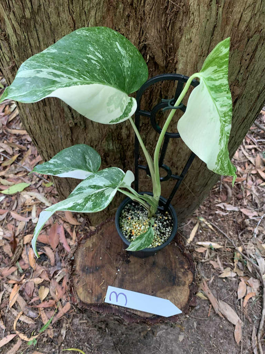 Monstera Albo Borsigiana Multi plant Lisiting