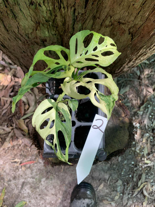 Monstera Adansonii Albo Multi Plant Listing