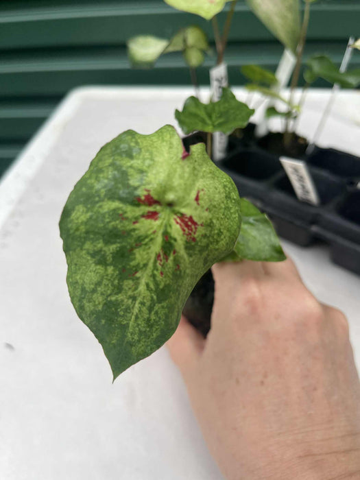 Caladium Mezmerized
