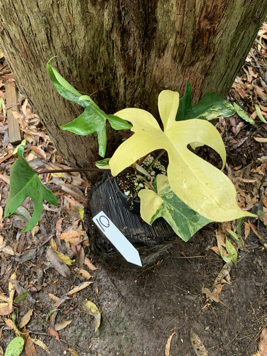 Philodendron Florida Beauty Variegated Multi-listing