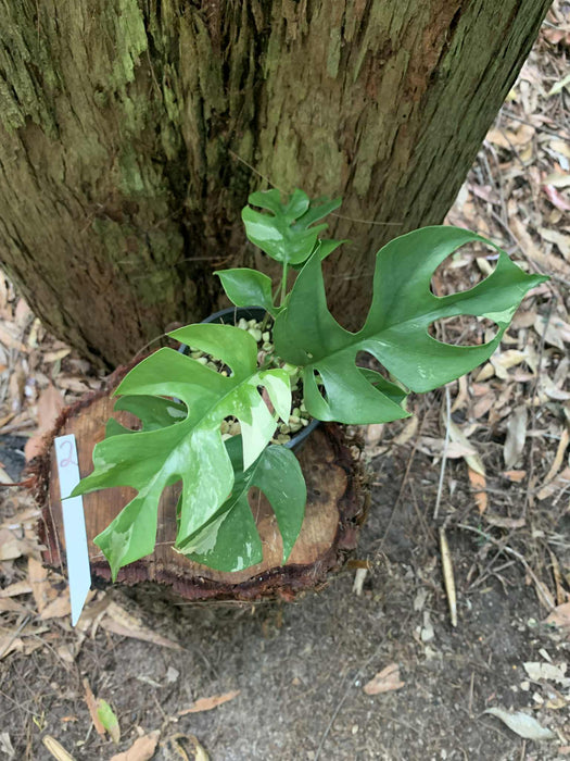 Variegated Mini Mon Raphidophora Tetrasperma Multi listing