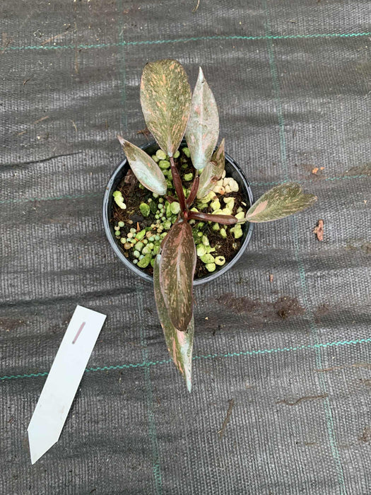 Philodendron Orange Princess Multi-listing