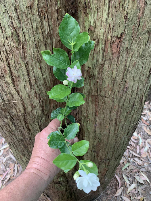 Jasmine Sambac - Grand Duke of Tuscany