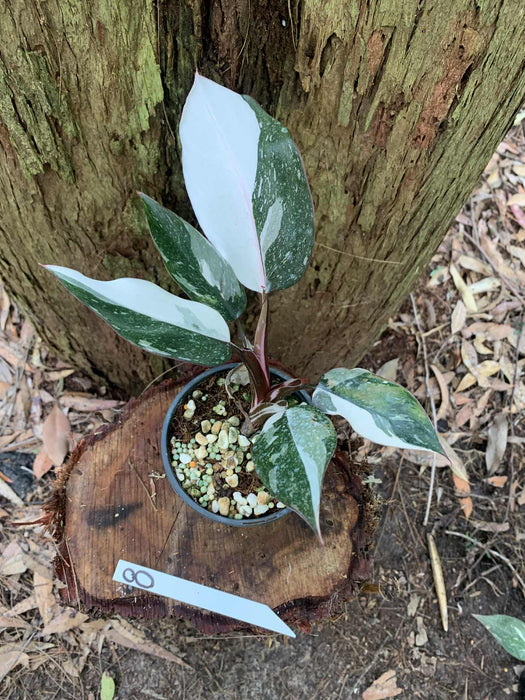 Philodendron Red Anderson Variegated #8