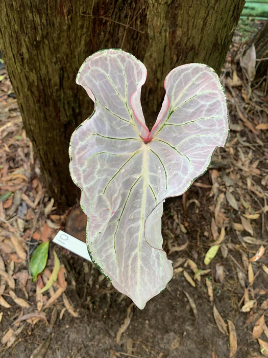 Caladium Pink Symphony One-offs Multi Listing