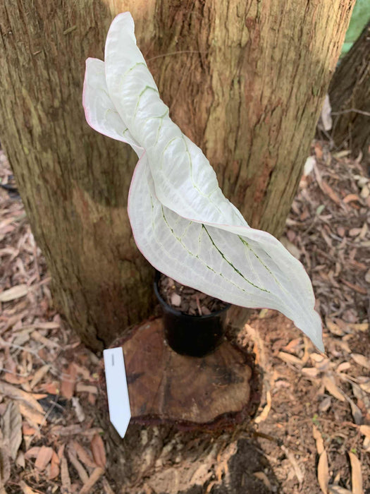 Caladium Pink Symphony One-offs Multi Listing