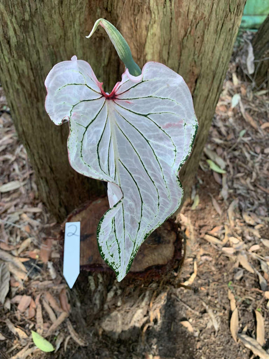 Caladium Pink Symphony One-offs Multi Listing