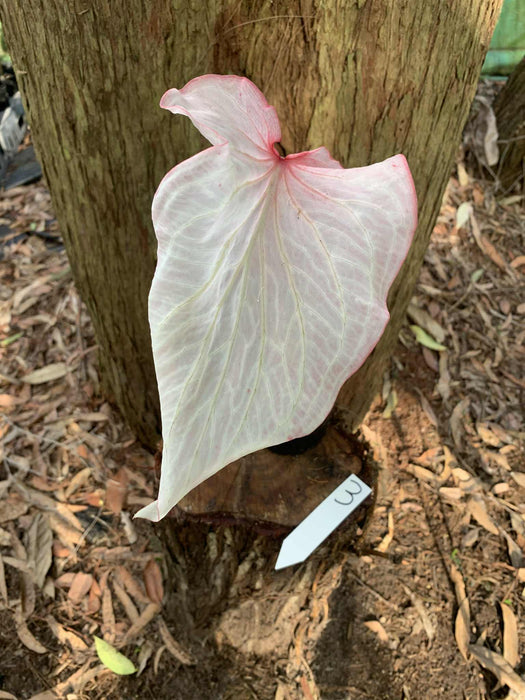 Caladium Pink Symphony One-offs Multi Listing