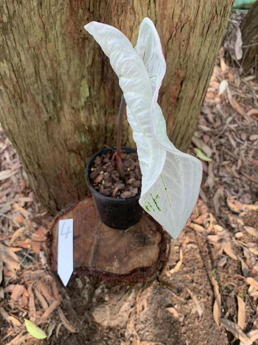 Caladium Pink Symphony One-offs Multi Listing