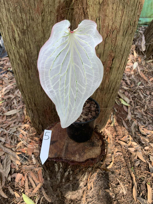 Caladium Pink Symphony One-offs Multi Listing