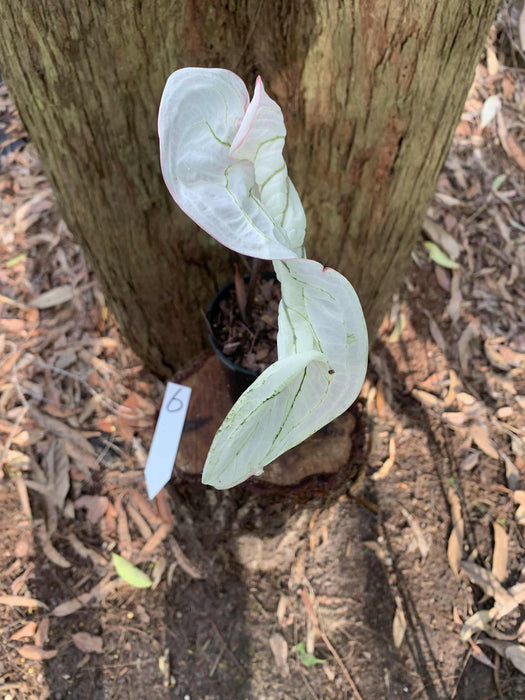 Caladium Pink Symphony One-offs Multi Listing