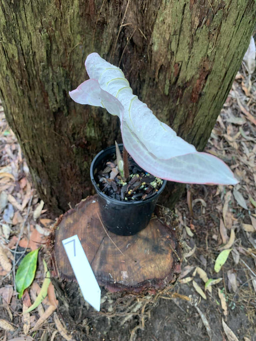 Caladium Pink Symphony One-offs Multi Listing