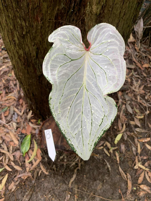 Caladium Pink Symphony One-offs Multi Listing