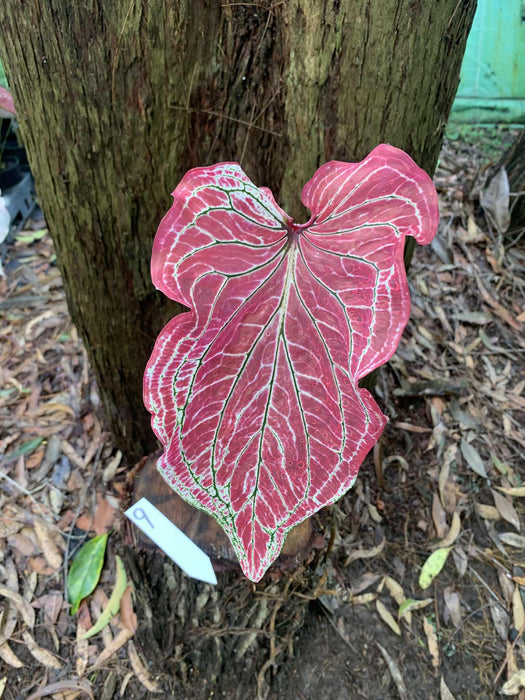 Caladium Pink Symphony One-offs Multi Listing
