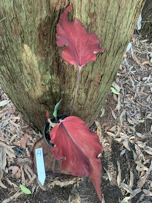 Caladium One-offs Multi Listing