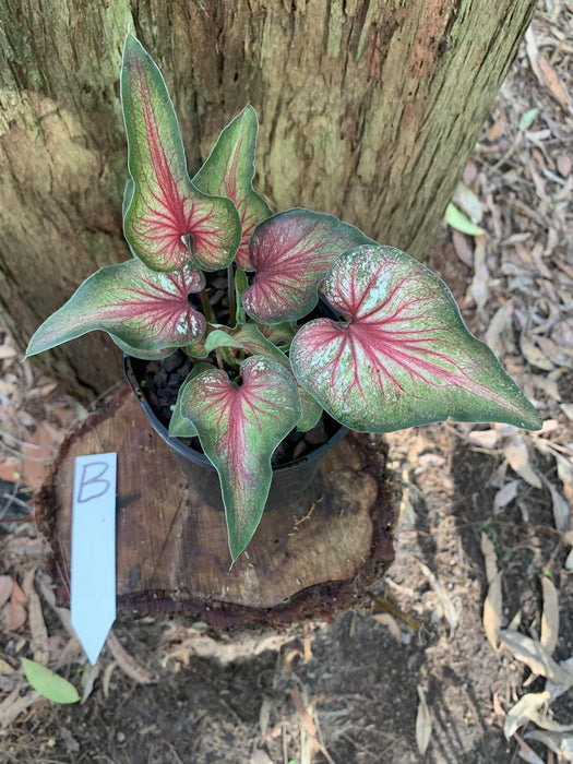 Caladium One-offs Multi Listing