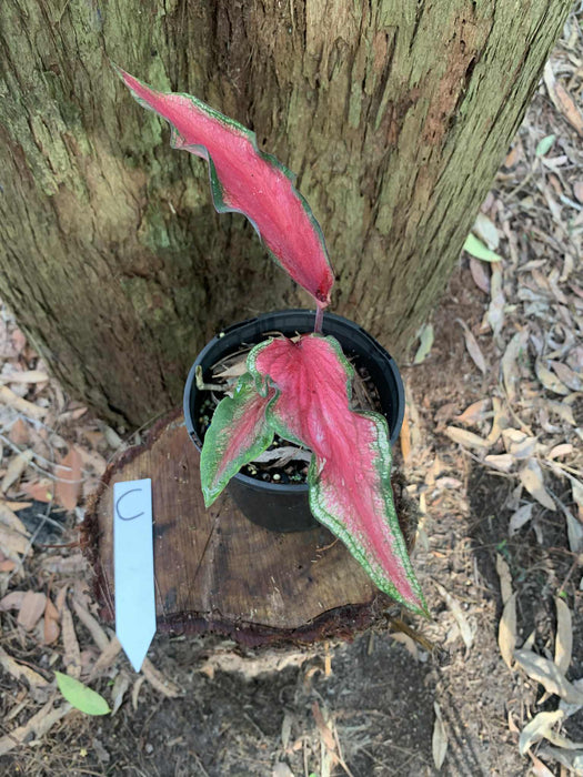 Caladium One-offs Multi Listing
