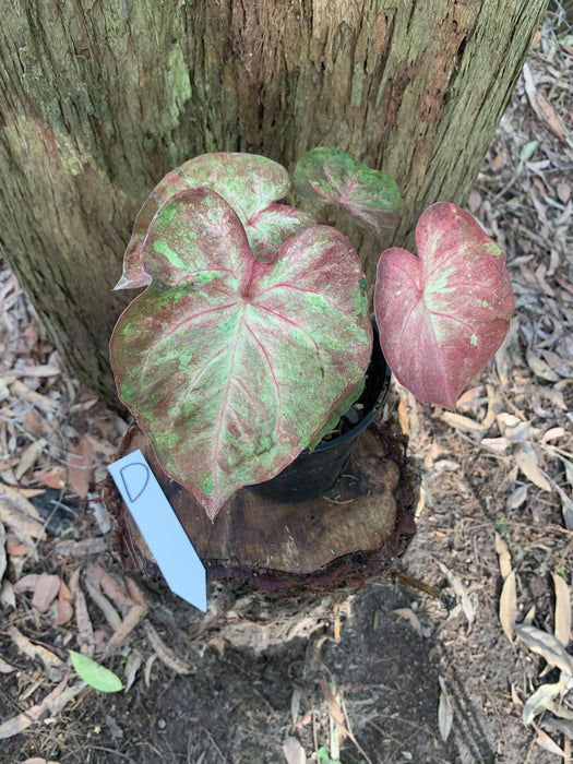 Caladium One-offs Multi Listing