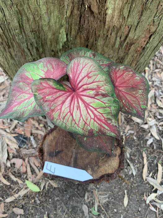 Caladium One-offs Multi Listing