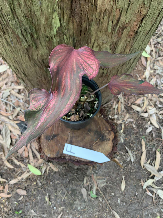 Caladium One-offs Multi Listing