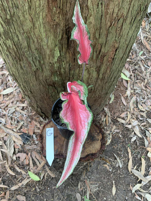 Caladium One-offs Multi Listing