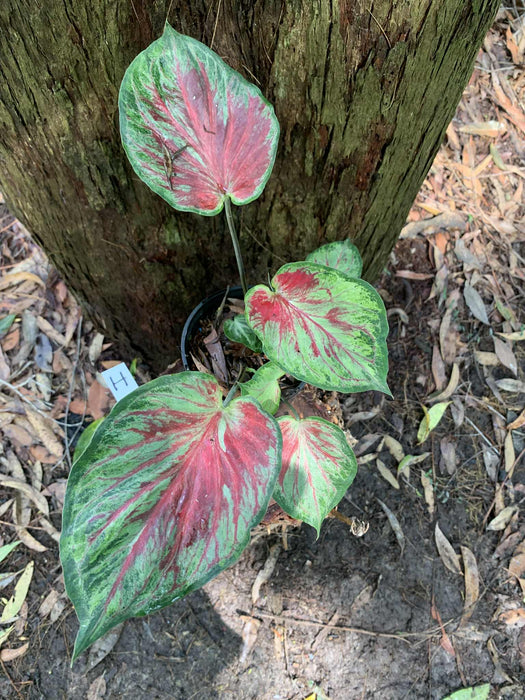 Caladium One-offs Multi Listing