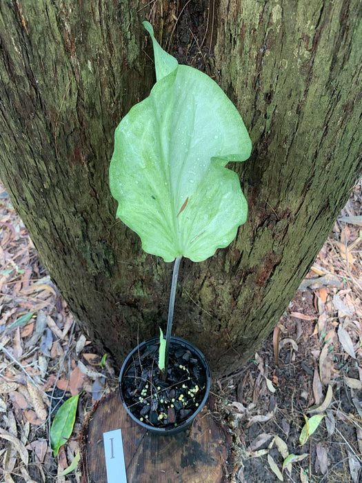 Caladium One-offs Multi Listing