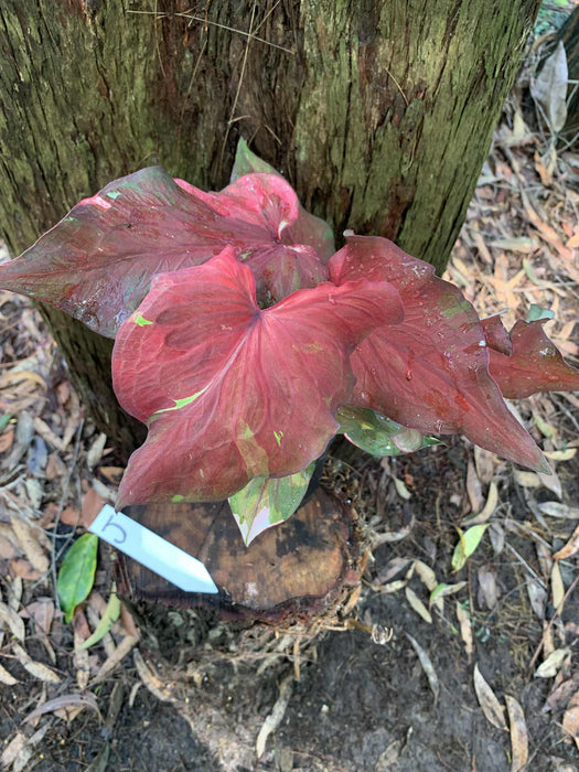 Caladium One-offs Multi Listing