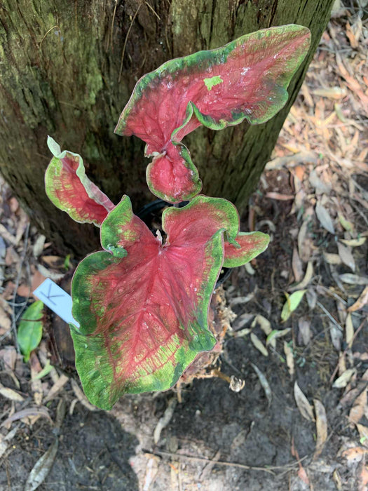 Caladium One-offs Multi Listing