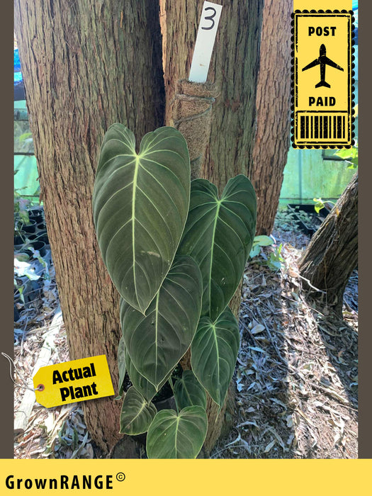 Philodendron Melanochrysum - Free Express Post