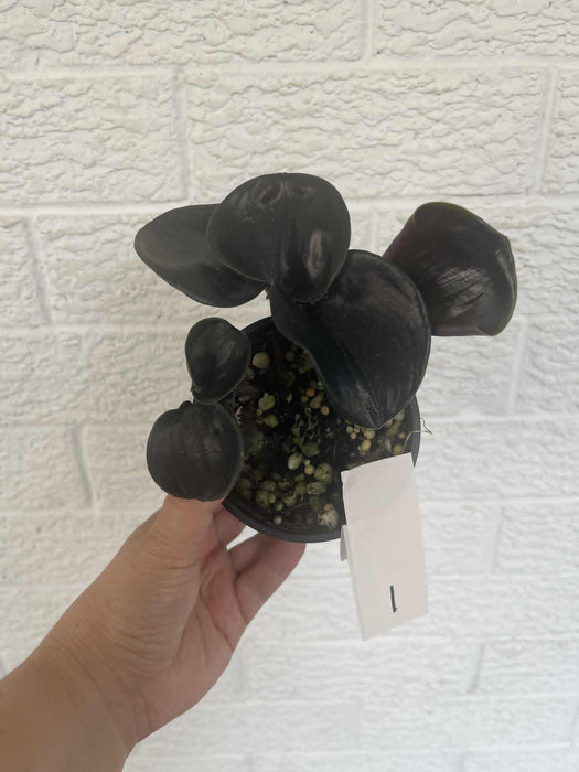 Geogenanthus Ciliatus "Midnight Pearl" Multi-listing