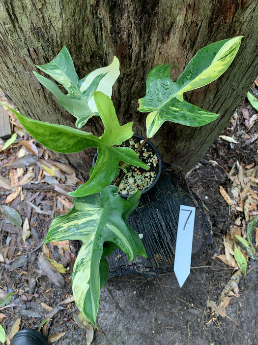 Philodendron Florida Beauty Variegated Multi-listing