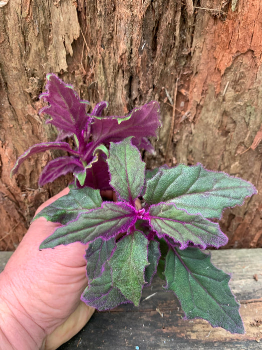 Gynura Purple Velvet Plant