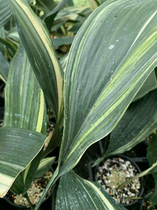 Jungle Box - Choose Plants
