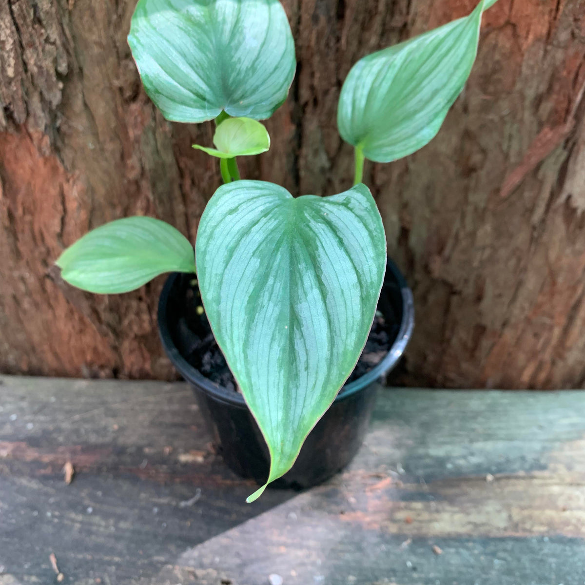 Philodendron Silver Cloud — Nursery 2 U