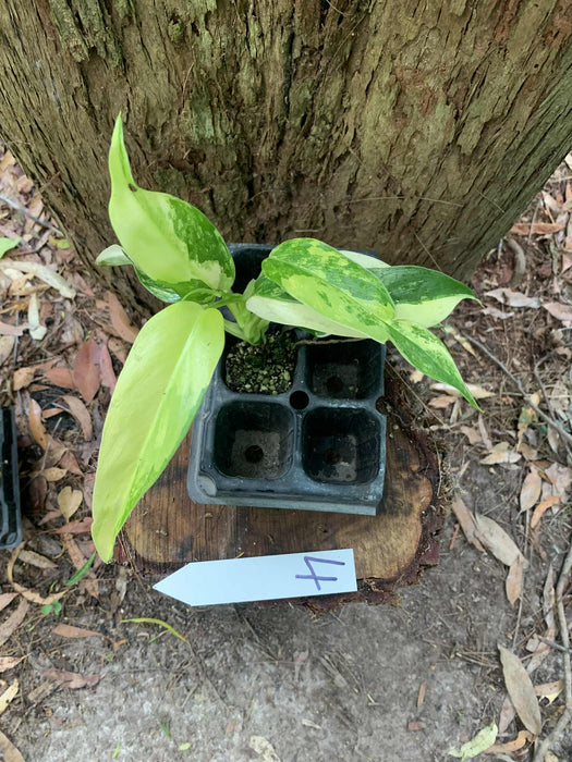 Philodendron Domesticum Multi-Plant Listing