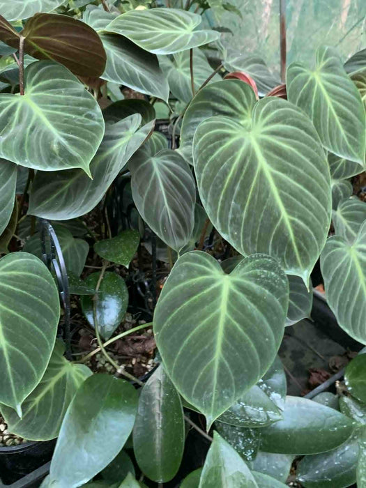 Jungle Box - Choose Plants