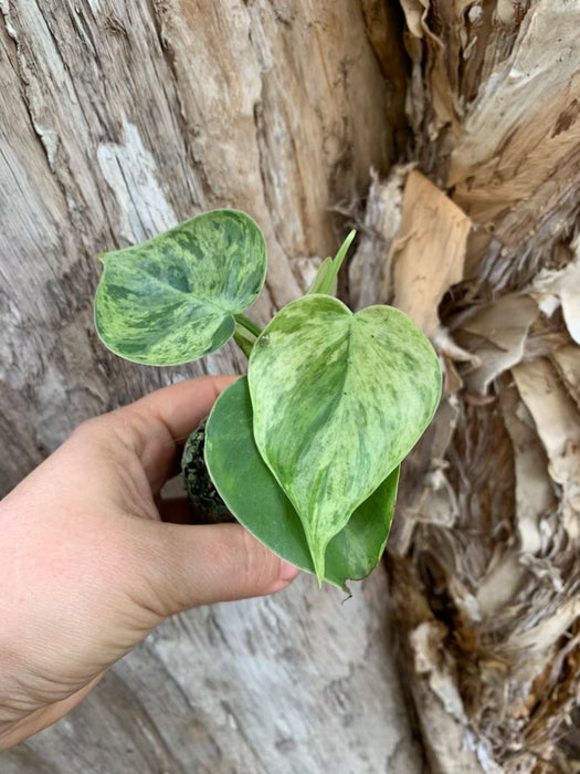 Philodendron Variegated Heart Leaf