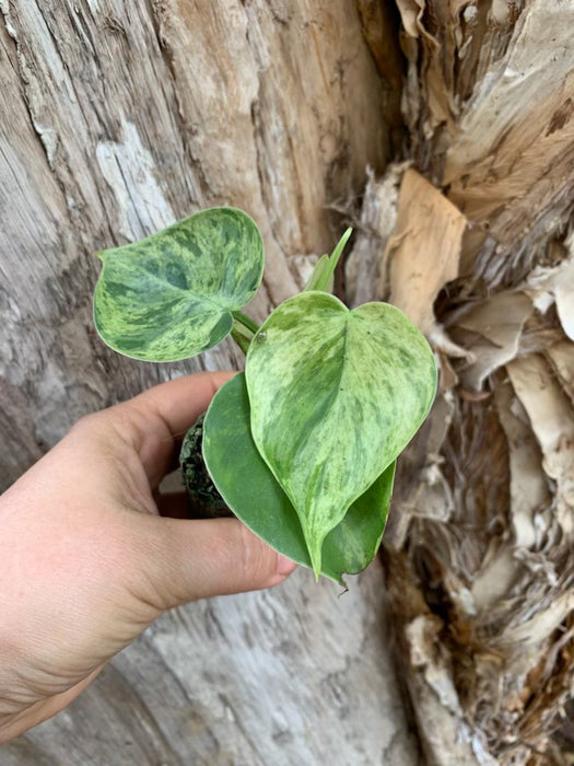 variegated heart philodendron Philodendron Variegated Heart Leaf — Nursery 2 U