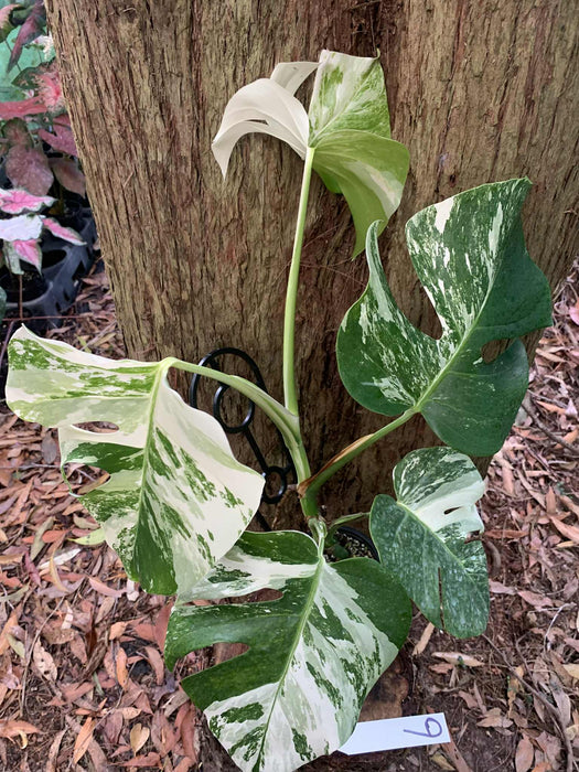 Monstera Albo Borsigiana Multi plant Lisiting