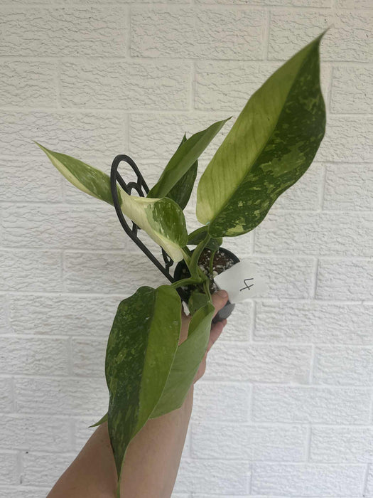 Philodendron Jose Buono 4