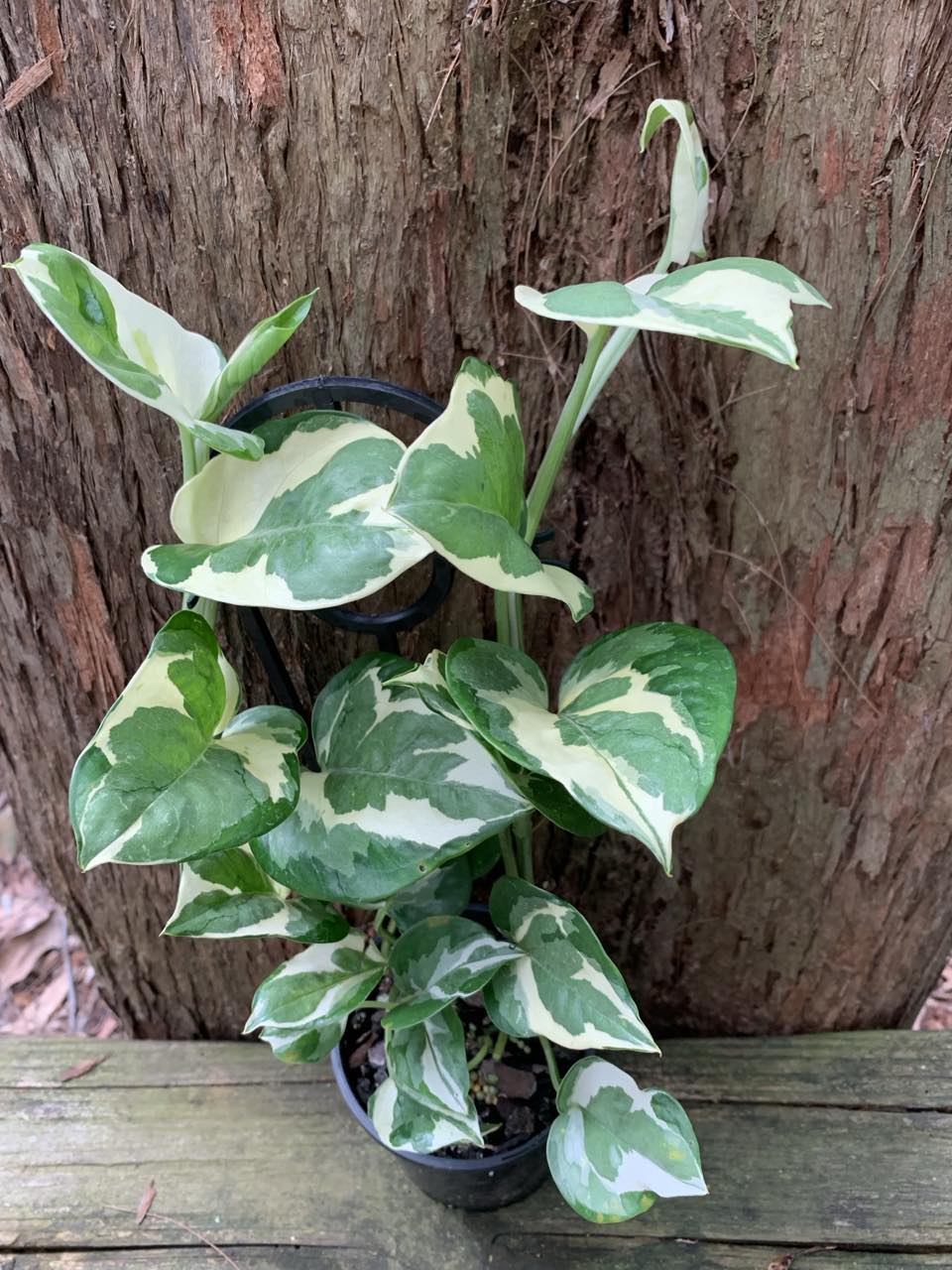Pothos Snow Queen — Nursery 2 U