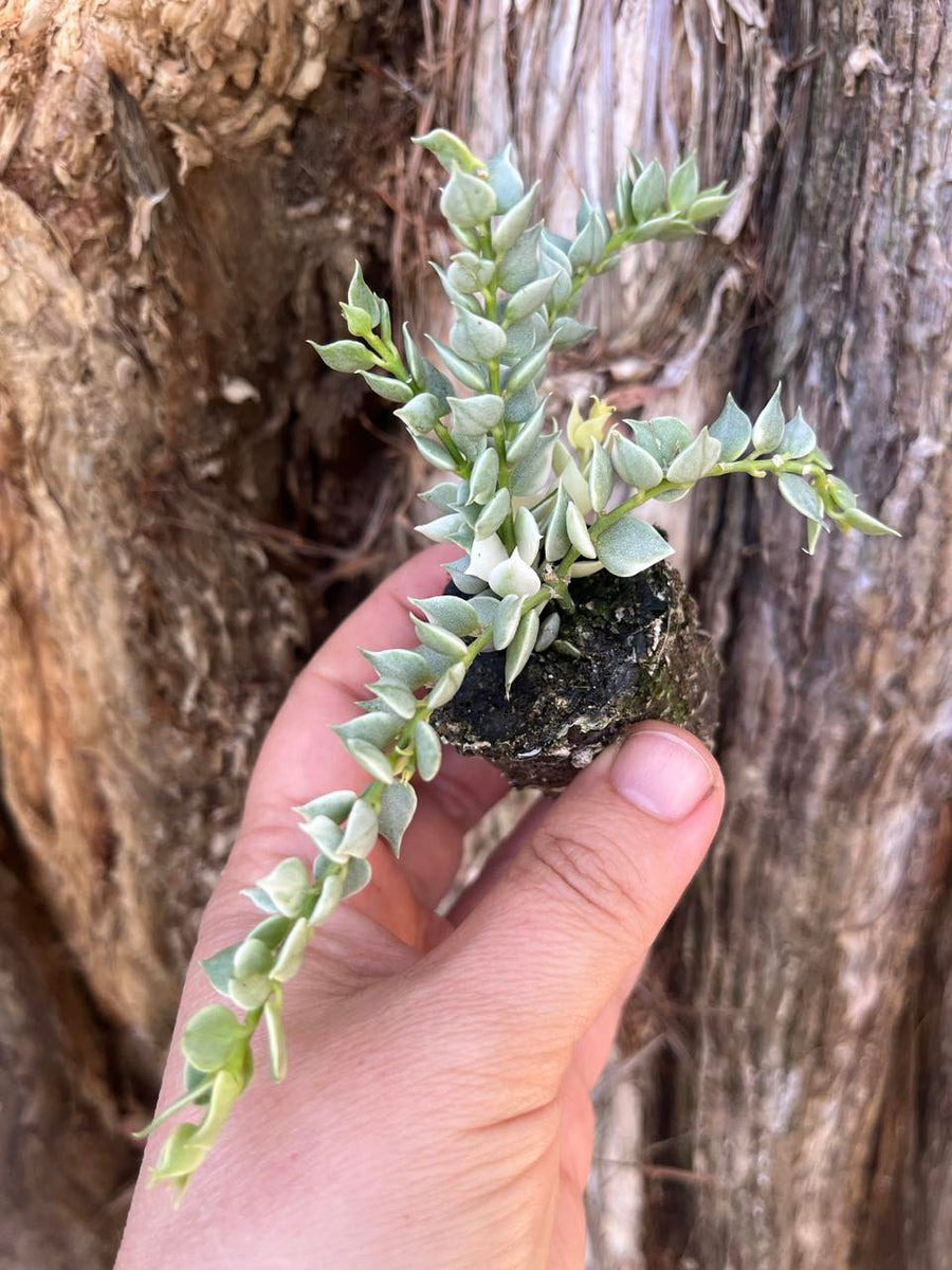Dischidia ruscifolia Variegata (million hearts) — Nursery 2 U