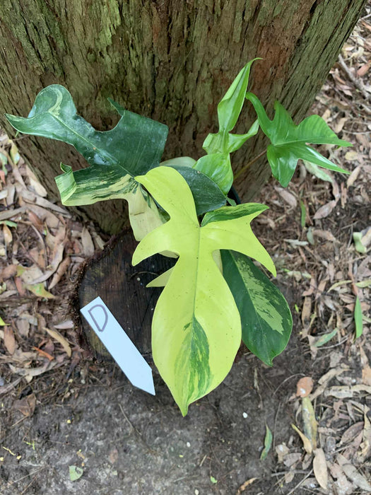 Philodendron Florida Beauty D
