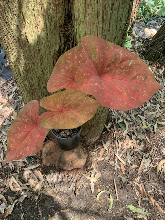 Caladium Burning Heart