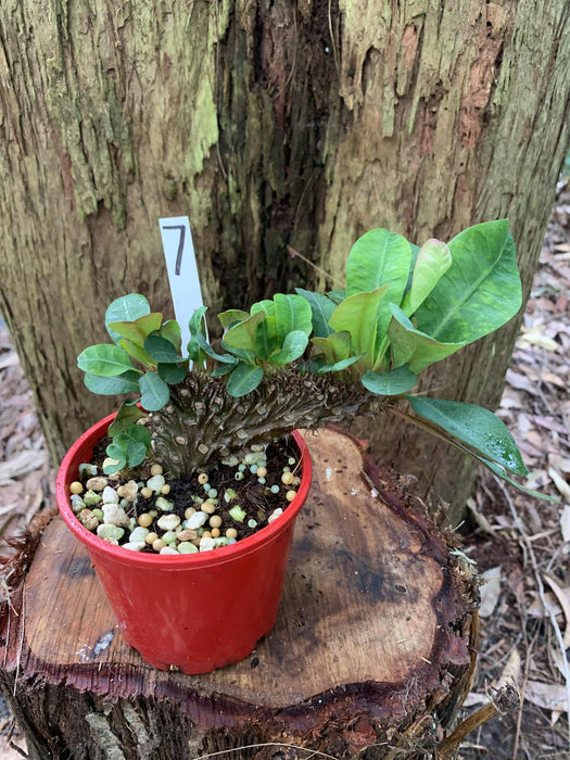 Euphorbia Milli Crested - Multi Plant Listing