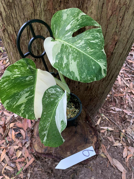 Monstera Albo Borsigiana Multi plant Lisiting